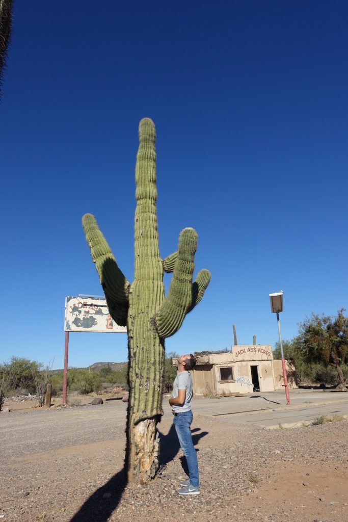 cactus in Phoenix, USA