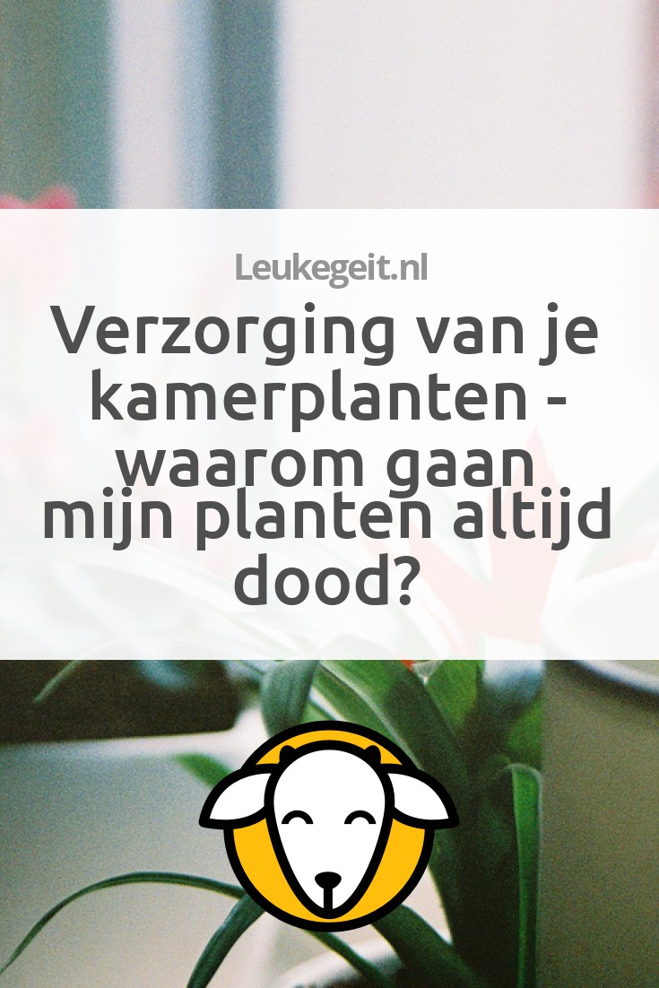 van je kamerplanten Waarom gaan mijn planten altijd dood? Leukegeit