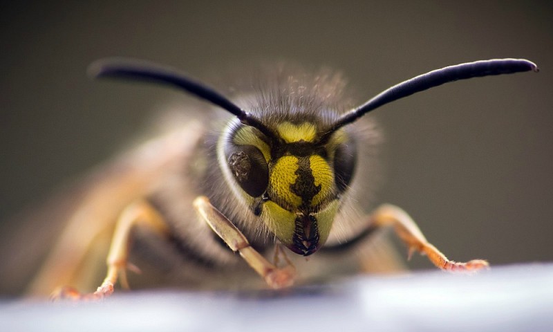 Wat te doen bij een wespensteek?