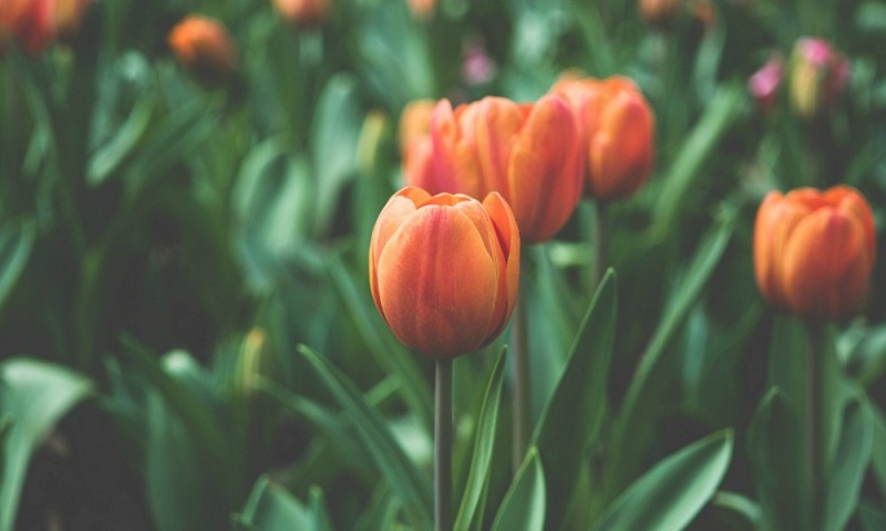 Je tuin lenteklaar maken – 4 handige tips