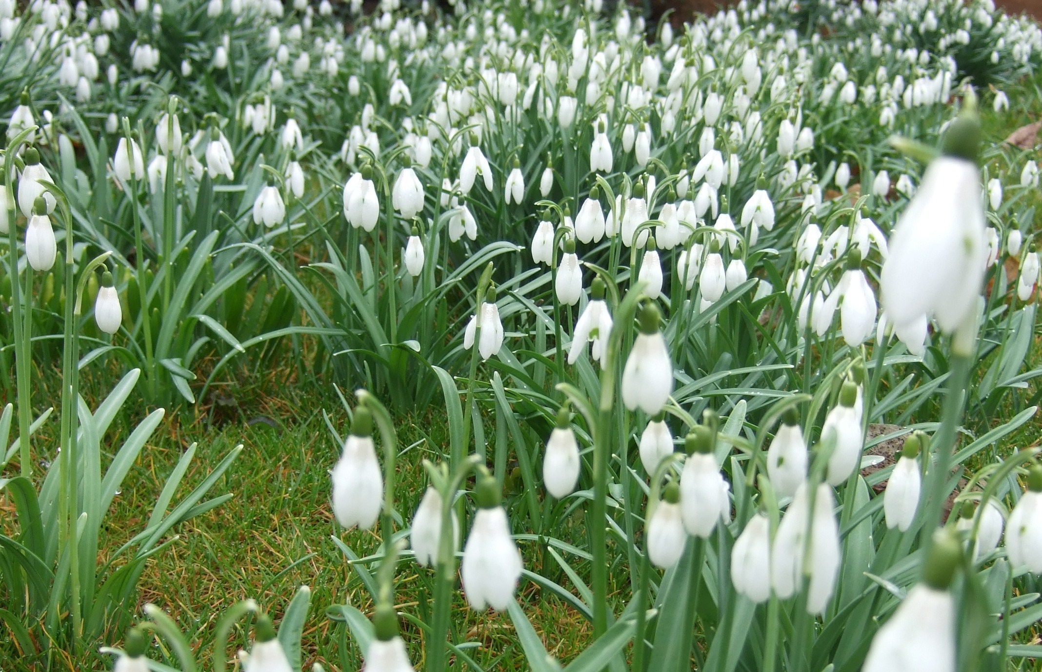 Tuin winterklaar maken 7 tips om je tuin winterklaar te maken